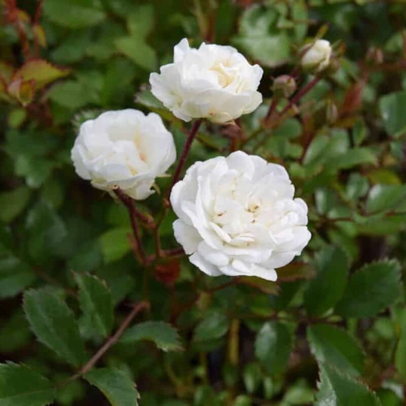 Rosa Alba Meidiland ('Meiflopan') (S/GC) 15-20 cm